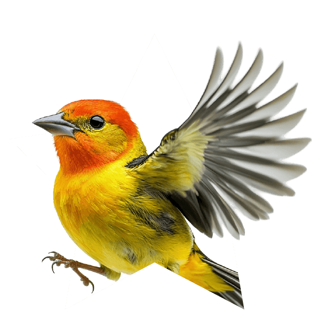 AVES