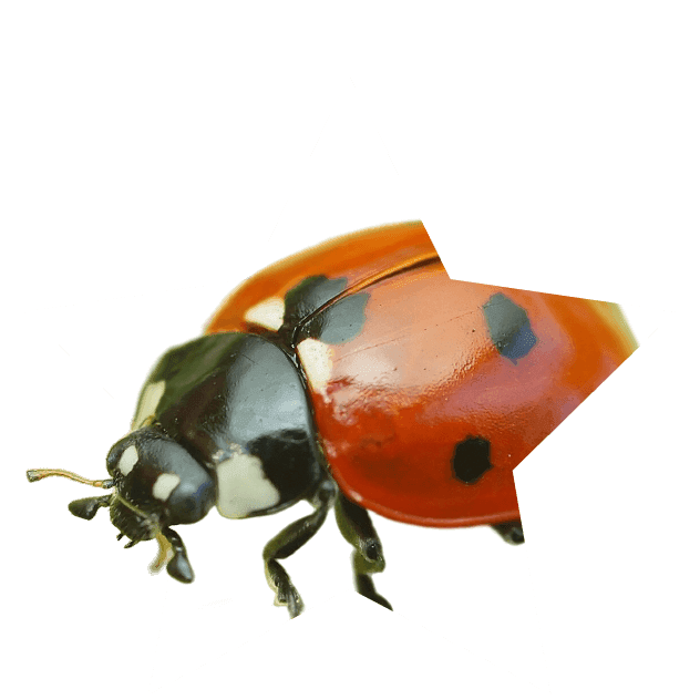 INSECTOS